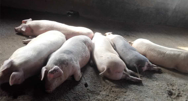 构树饲料发酵技术喂猪降低养殖成本