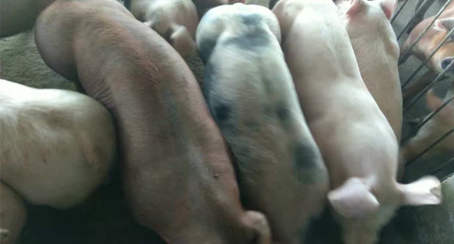 饲料发酵技术养猪